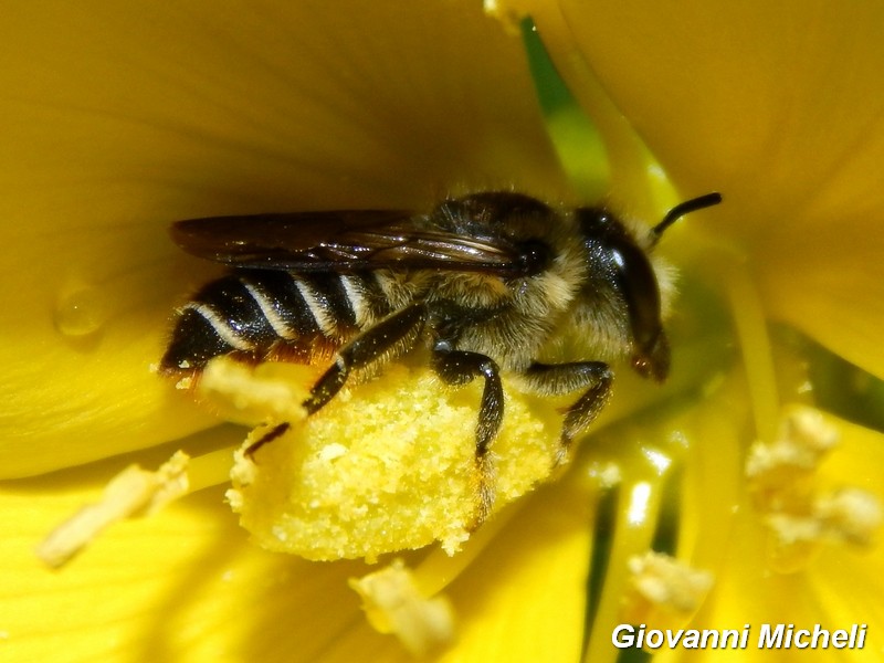 femmina di Coelioxys sp. (Apidae Megachilinae)